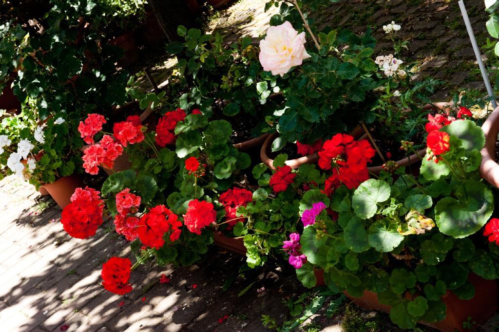 Hotel La Toscana Arezzo Dış mekan fotoğraf